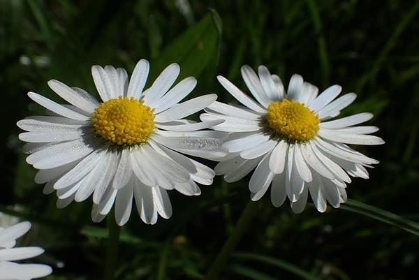 Garten 8