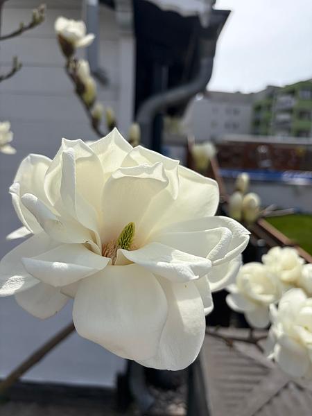 Garten 8