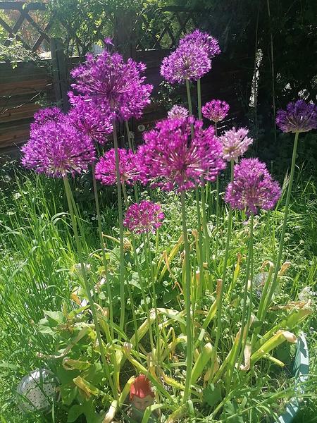 Garten 24