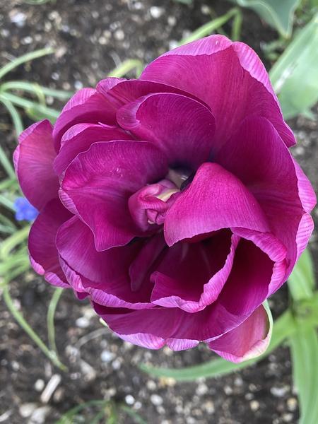 Garten 74