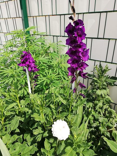 Garten 74