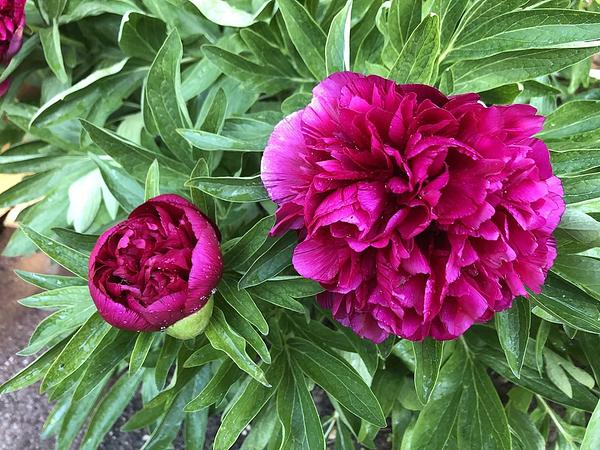 Garten 74