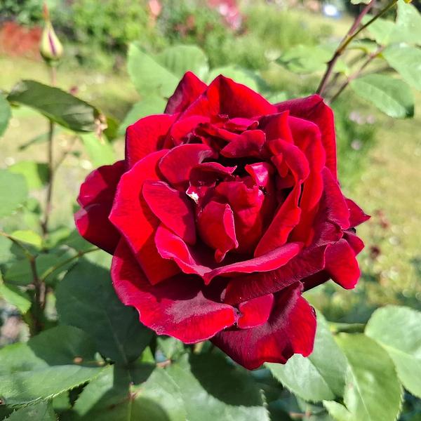 Garten 79