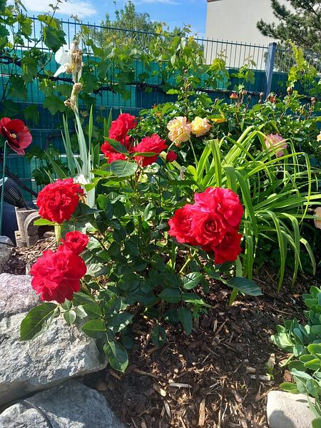 Garten 111