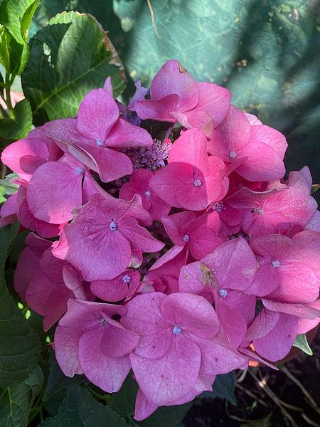Garten 117
