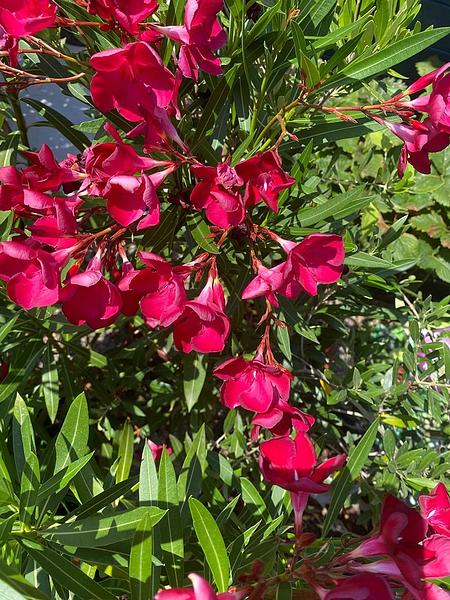 Garten 117
