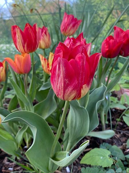 Garten 117