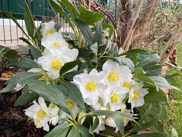 Garten 117