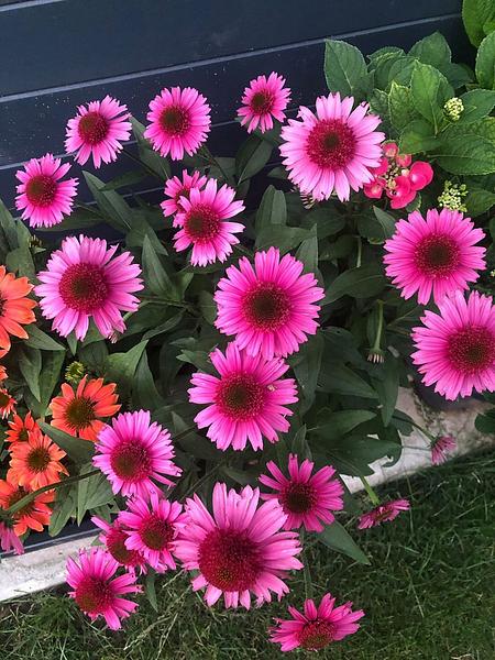 Garten 117