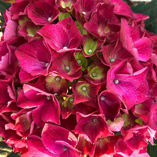 Garten 117