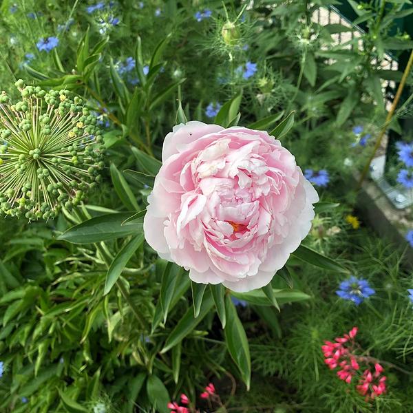 Garten 117
