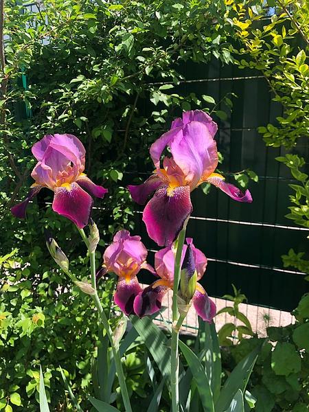 Garten 117