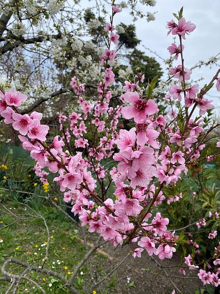 Garten 117
