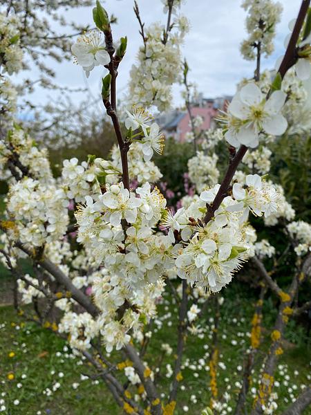 Garten 117