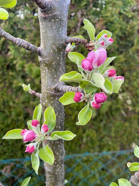 Garten 117